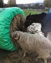 Big Bale Buddy (Small) pyöröpaaliin