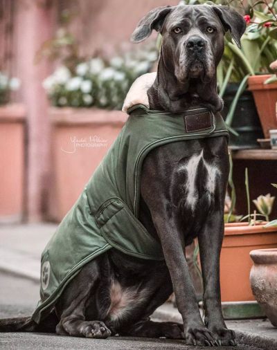 Koirantakki Waterproof Dog Coat Olive Green