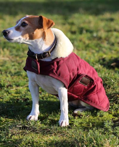 Koirantakki Dog Coat original Bordeaux