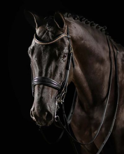 Deluxe Double Bridle Knight Power Musta (Full)