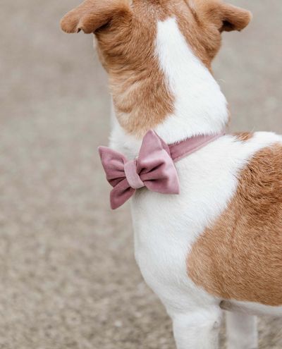 Samettirusetti Soft Rose Bow Tie Velvet Samettirusetti Soft Rose Bow Tie Velvet