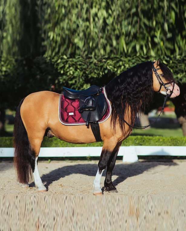 Crystal Merlot Gold-estehuopa Full Equestrian Stockholm