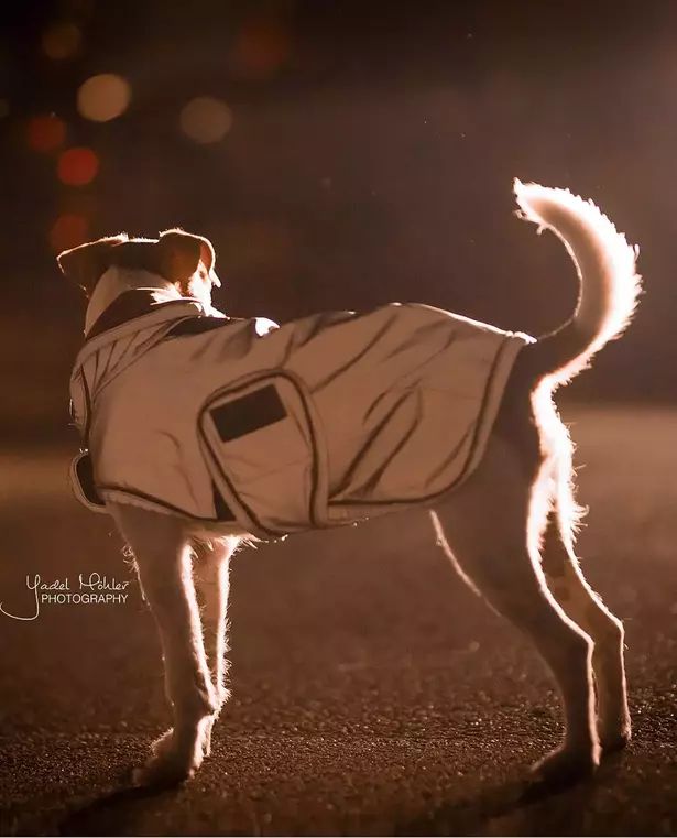 Heijastava ja vedenpitävä Dog Coat Reflective&Water repellent
