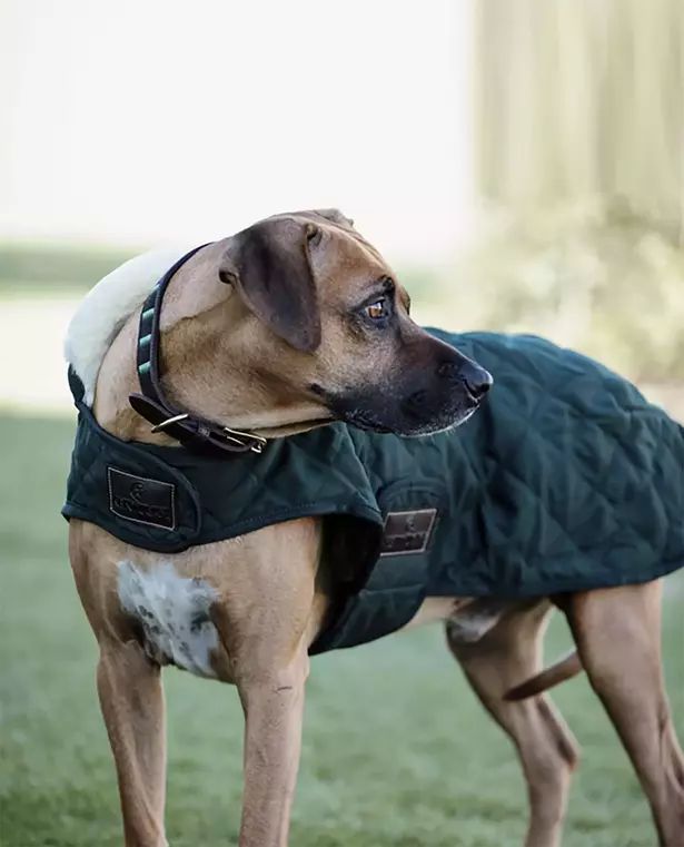Koirantakki Dog Coat original Dark Green